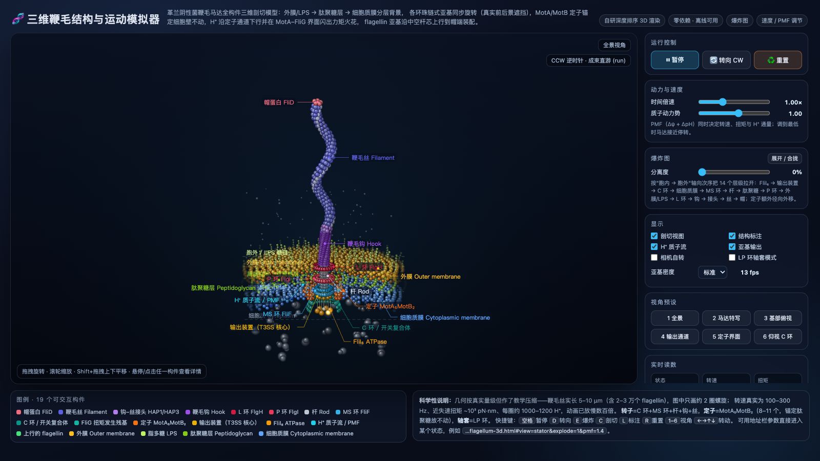 Play 三维「鞭毛结构与运动」交互模拟器 · Bacterial Flagellar Motor 3D - Free Simulation game online